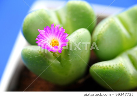 Adorable heart-shaped conophytum Adorable heart-shaped conophytum 99347725