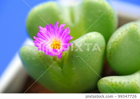 Adorable heart-shaped conophytum Adorable heart-shaped conophytum 99347726