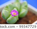 可愛的心形樹葉 99347729