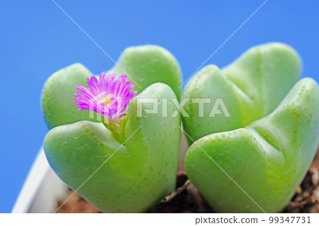 Adorable heart-shaped conophytum Adorable heart-shaped conophytum 99347731