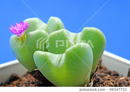 Adorable heart-shaped conophytum 99347732