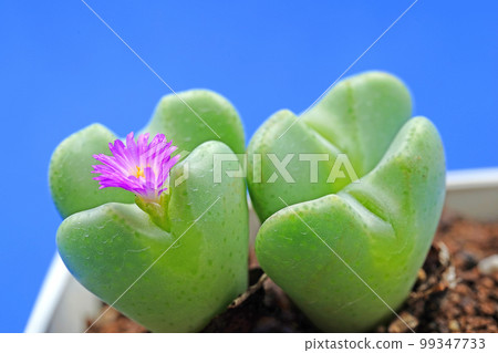 Adorable heart-shaped conophytum 99347733