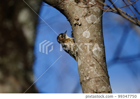 Pygmy woodpecker eating breakfast early in the morning on a sunny day 99347750