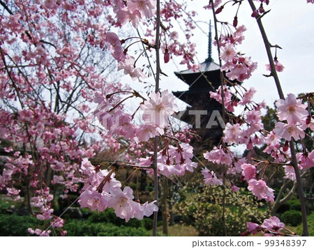 京都：盛開的櫻花和東寺的五層寶塔 99348397