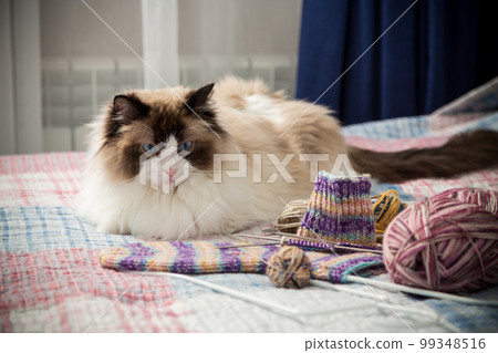 Colored threads, knitting needles and other items for hand knitting and a cute domestic cat Ragdoll 99348516