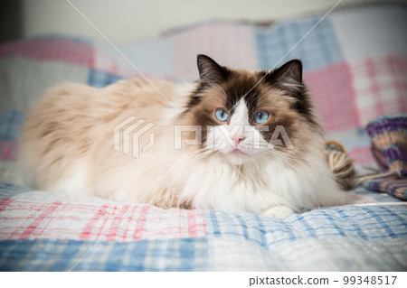 Beautiful domestic purebred cat Ragdoll, lies on the bed Beautiful domestic purebred cat Ragdoll, lies on the bed 99348517