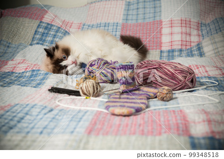 Colored threads, knitting needles and other items for hand knitting and a cute domestic cat Ragdoll 99348518