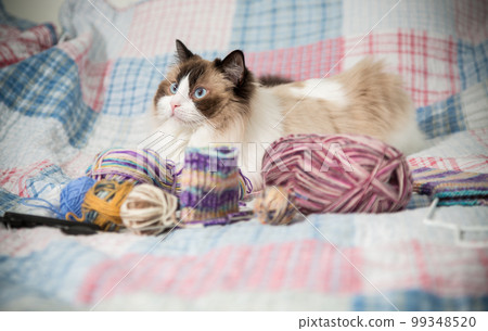 Colored threads, knitting needles and other items for hand knitting and a cute domestic cat Ragdoll Colored threads, knitting needles and other items for hand knitting and a cute domestic cat Ragdoll 99348520