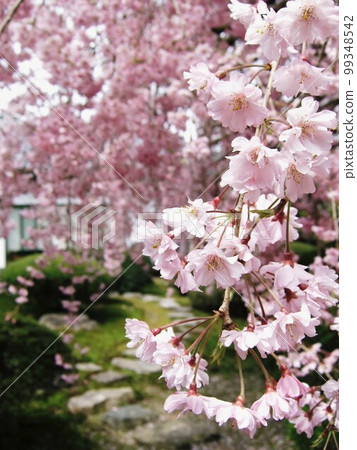 Cherry blossoms in full bloom at Shinzenkoji Temple in Kyoto Cherry blossoms in full bloom at Shinzenkoji Temple in Kyoto 99348542