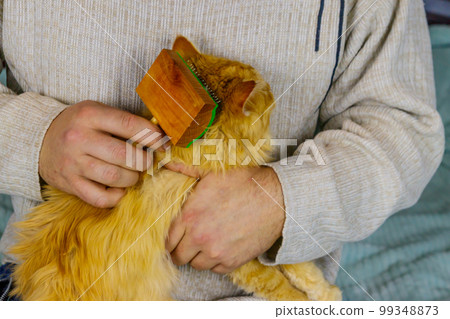 Man with a pet slicker brush brushing a fur of fluffy ginger cat Man with a pet slicker brush brushing a fur of fluffy ginger cat 99348873