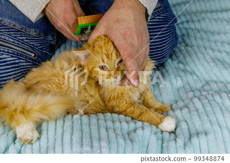 Man with a pet slicker brush brushing a fur of fluffy ginger cat Man with a pet slicker brush brushing a fur of fluffy ginger cat 99348874
