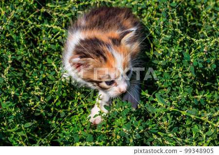 Small kitten on green grass on meadow Small kitten on green grass on meadow 99348905