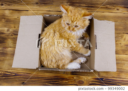 Ginger cat in cardboard box on wooden background 99349002