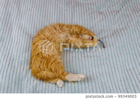 Ginger kitten playing with a mouse toy on a bed Ginger kitten playing with a mouse toy on a bed 99349003