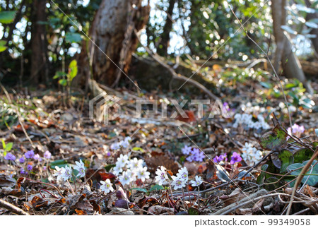 新潟縣角田山五彩繽紛的三隅草預示著春天的到來 新潟縣角田山五彩繽紛的三隅草預示著春天的到來 99349058