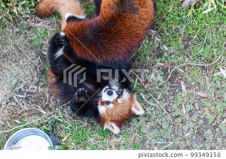 Innocent Red Panda 99349158