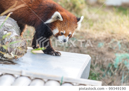 Innocent Red Panda 99349190