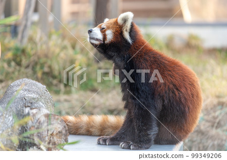 Innocent Red Panda 99349206
