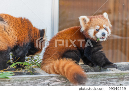 Innocent Red Panda Innocent Red Panda 99349239