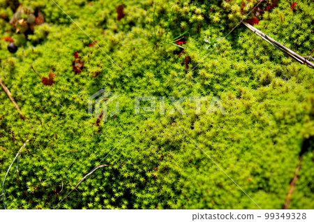 大泥炭蘚 99349328