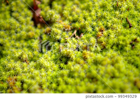 大泥炭蘚 99349329