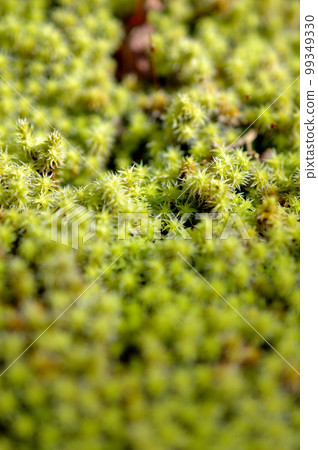 大泥炭蘚 99349330