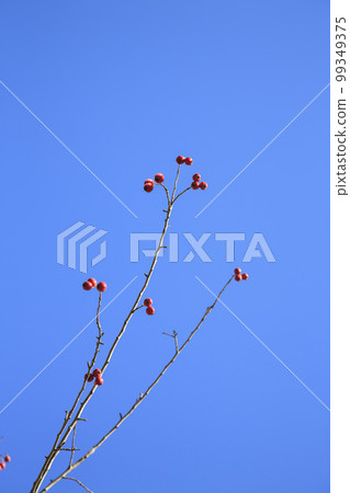 寶貝蘋果 寶貝蘋果 99349375