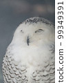 owl   99349391