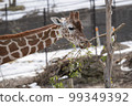 Giraffe  99349392