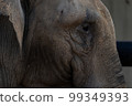 elephant  99349393
