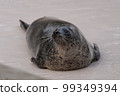 seal  99349394