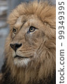 lion 99349395