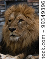 lion 99349396