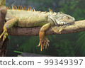 iguana 99349397