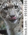 Snow leopard 99349398