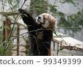 Lesser panda 99349399