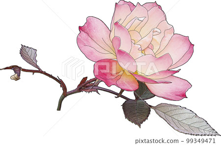 A small pink rose, maybe a double cherry blossom 99349471