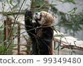 Lesser panda 99349480