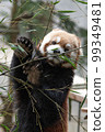 Lesser panda 99349481