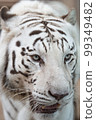 White Tiger   99349482