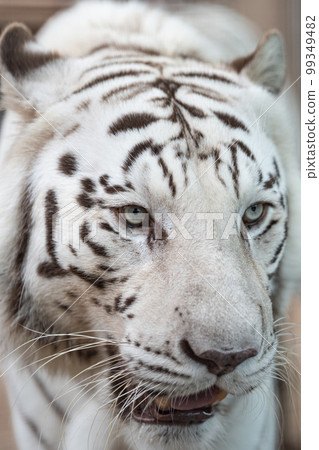 White Tiger White Tiger 99349482