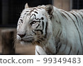 White Tiger   99349483