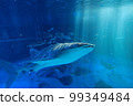 Whale shark aquarium 99349484