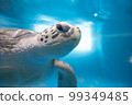 Sea turtle 99349485