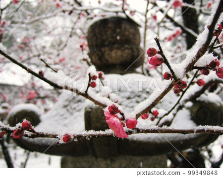 Red plum blossoms and lanterns on a snowy day 99349848