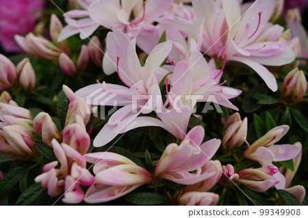 在百合原公園少女的祈禱中盛開的杜鵑花 99349908