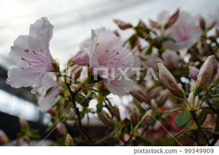 杜鵑花盛開在百合原公園灰姑娘 99349909