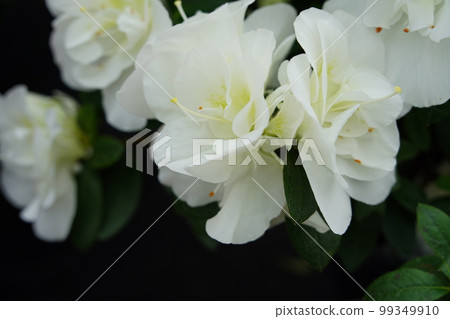 Azalea blooming in Yurigahara Park Koshi no Awayuki 99349910