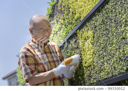 老人修剪樹籬 99350012