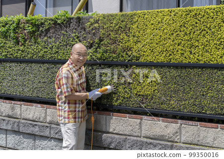 A man in his 70s pruning a hedge looking at the camera smiling A man in his 70s pruning a hedge looking at the camera smiling 99350016